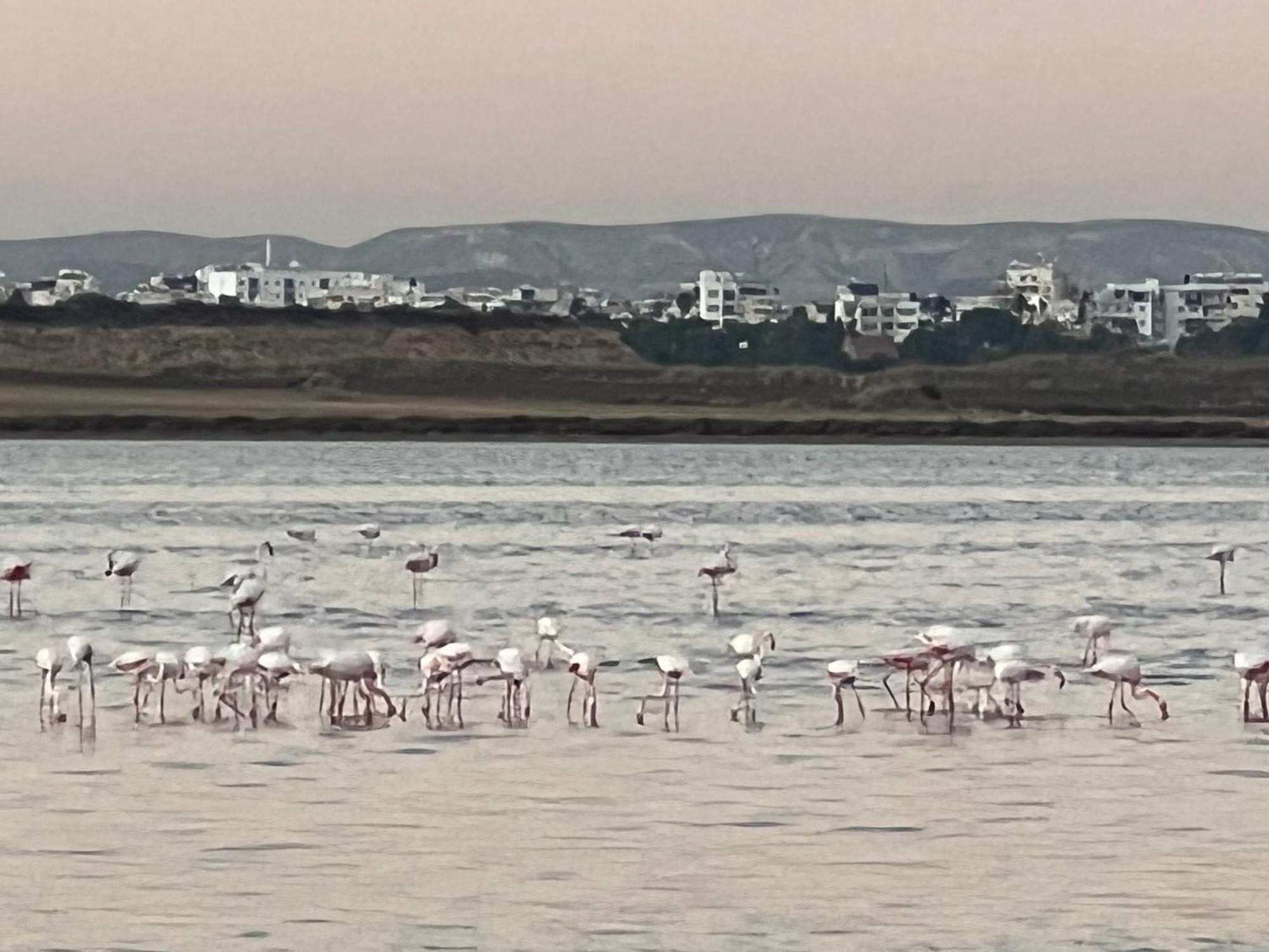 Salt Lake Ларнака Екстериор снимка